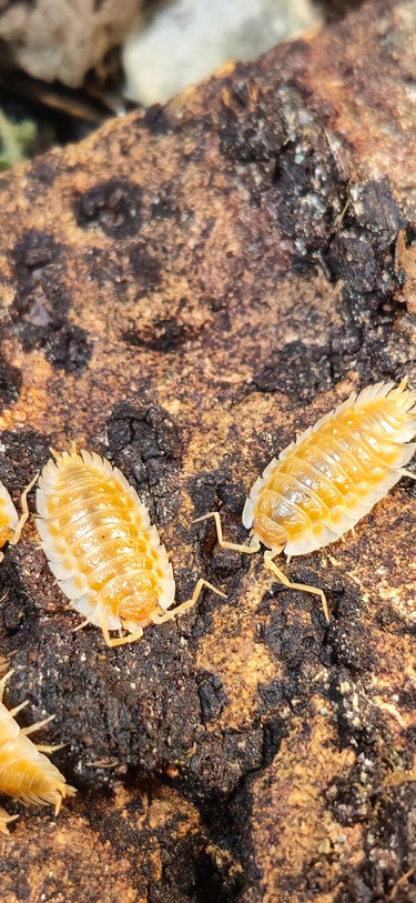 Oniscus Casellus Orange Isopods